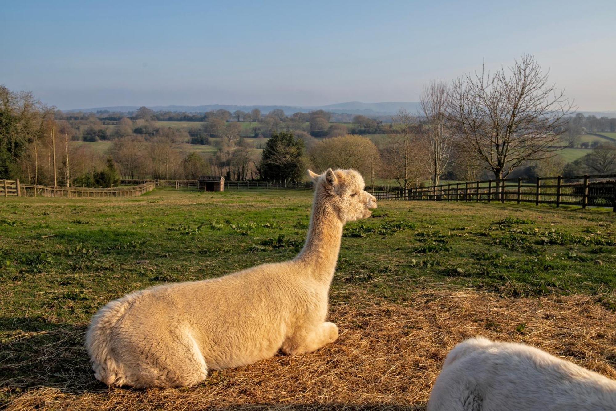 Charlie'S Cottage With Alpacas And 7Mins Drive To Alton Towers Denstone Buitenkant foto